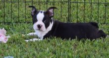 Boston Terrier Puppies For Sale. Image eClassifieds4U