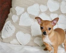 Chihuahua Puppies For Sale. Image eClassifieds4U