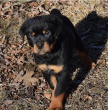 Rottweiler Pups For Sale. Image eClassifieds4U
