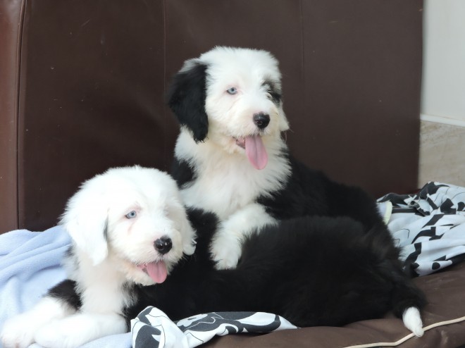 Old English Sheepdog Pups For Sale. Image eClassifieds4u