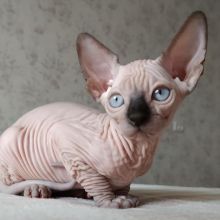 Pure beautiful Sphynx kittens Image eClassifieds4u 2