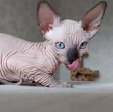Pure beautiful Sphynx kittens Image eClassifieds4u 1