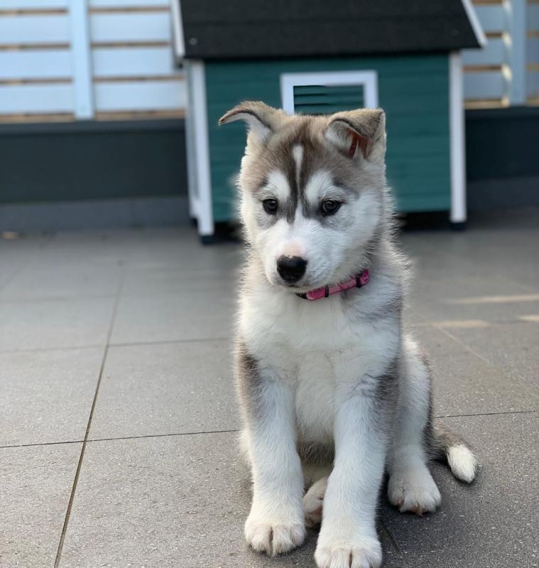 Beautiful Husky Puppies.kky707162@gmail.com Image eClassifieds4u