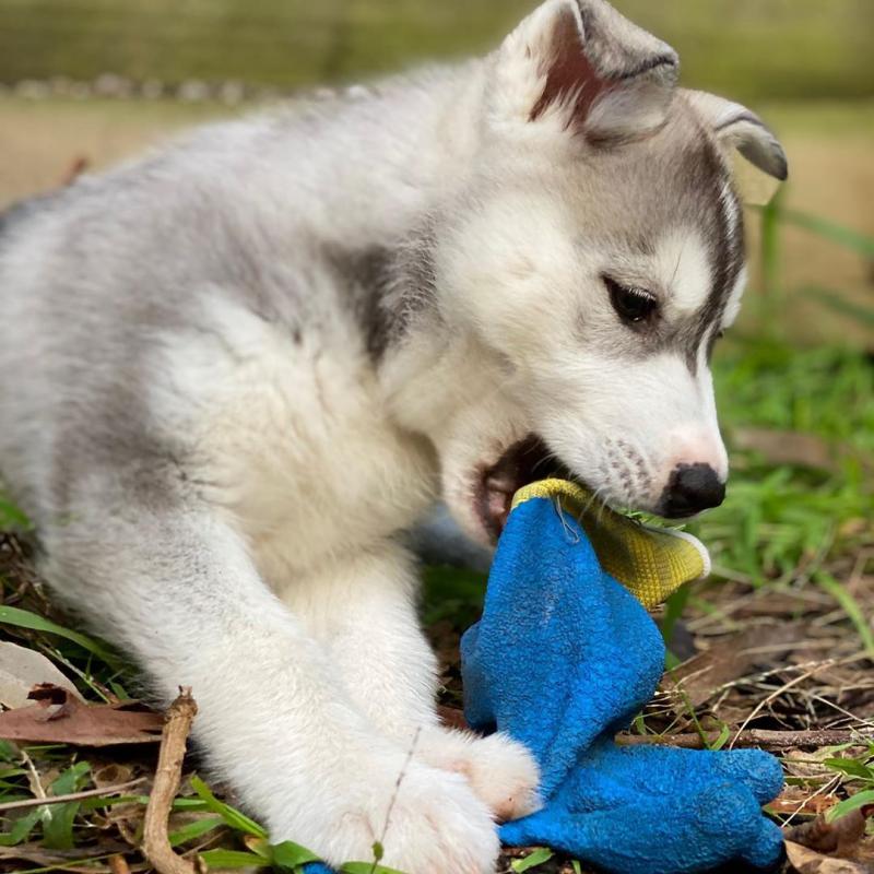 Beautiful Husky Puppies.kky707162@gmail.com Image eClassifieds4u