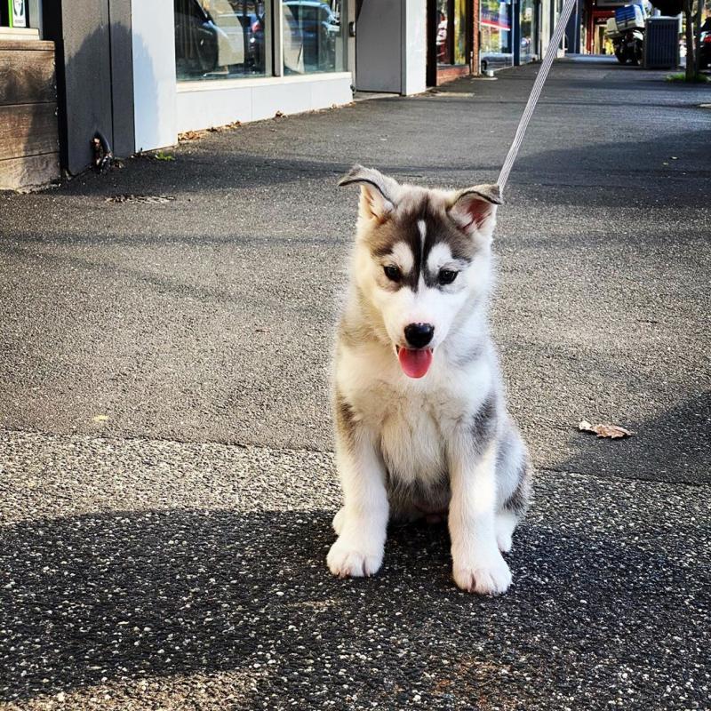 Beautiful Husky Puppies.kky707162@gmail.com Image eClassifieds4u