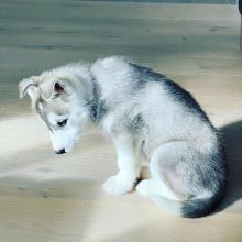 Beautiful Husky Puppies.kky707162@gmail.com Image eClassifieds4u 1