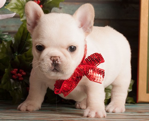 French bulldog puppies for sale // Text 807 789 4005 Image eClassifieds4u