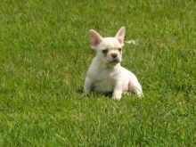 French bulldog puppies for sale // Text 807 789 4005