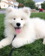 Cute Samoyed Puppies Available