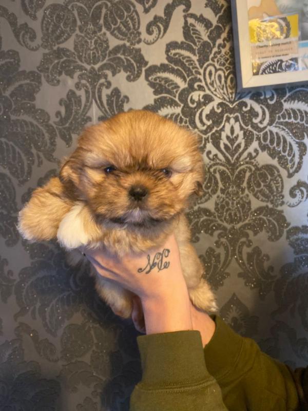 Absolutely Beautiful Shih Tzu Puppies {Email at pittman_giles@yahoo.com ) 807 789 4005 Image eClassifieds4u