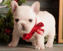 French bulldog puppies for sale // Text 807 789 4005 Image eClassifieds4u 2