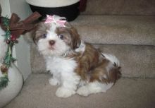 Absolutely Beautiful Shih Tzu Puppies {Email at pittman_giles@yahoo.com ) 807 789 4005 Image eClassifieds4u 2