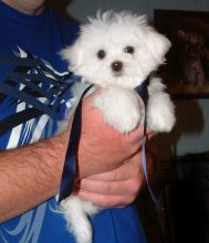 Maltese Puppy- $1800 serious inquires Text 807 789 4005 Image eClassifieds4U