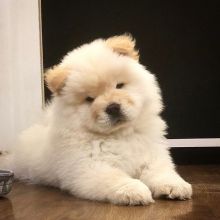 CHOW CHOW PUPPIES FOR ADOPTION