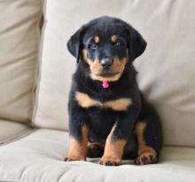 CKC ROTTWEILER PUPPIES FOR RE-HOMING