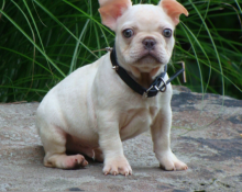 MALE AND FEMALE FRENCH BULLDOG PUPPIES AVAILABLE