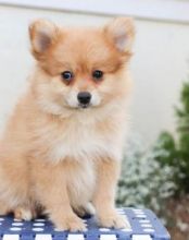 MALE AND FEMALE POMERANIAN PUPPIES AVAILABLE