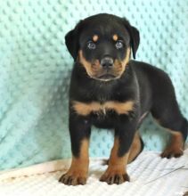 MALE AND FEMALE ROTTWEILER PUPPIES AVAILABLE