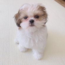 MALE AND FEMALE SHIH TZU PUPPIES AVAILABLE