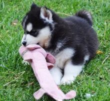 MALE AND FEMALE SIBERIAN HUSKY PUPPIES AVAILABLE