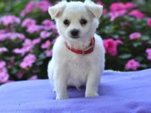 MALTESE PUPPIES FOR ADOPTION