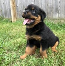 ROTTWEILER PUPPIES FOR ADOPTION