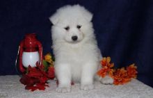 SAMOYED PUPPIES FOR ADOPTION