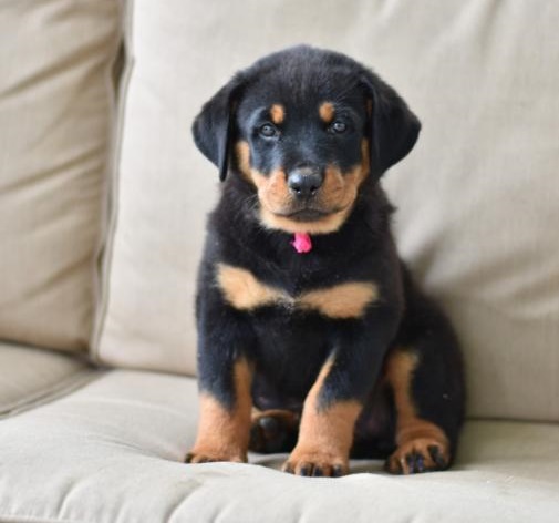 CKC ROTTWEILER PUPPIES FOR RE-HOMING Image eClassifieds4u