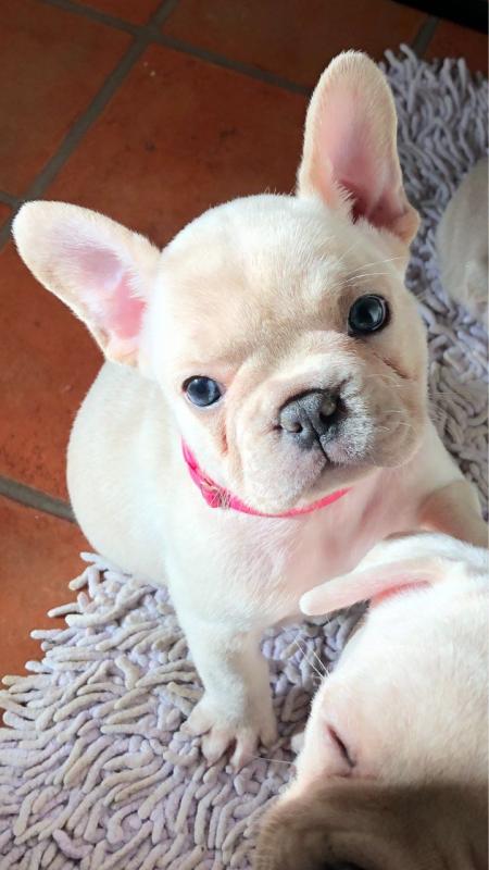 FRENCHIE Looking for Pet Care Providers? Image eClassifieds4u