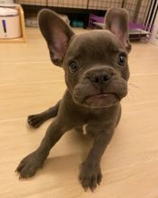 Adorable Frenchie puppies for adoption!!Email (brendaswsst@gmail.com) or text +1 5594256473 Image eClassifieds4U