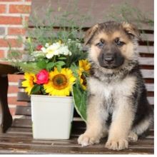 CKC GERMAN SHEPHERD PUPPIES FOR RE-HOMING Image eClassifieds4U