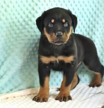 MALE AND FEMALE ROTTWEILER PUPPIES AVAILABLE Image eClassifieds4U
