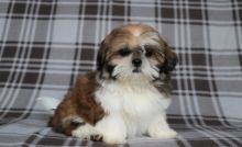 SHIH TZU PUPPIES FOR ADOPTION Image eClassifieds4U