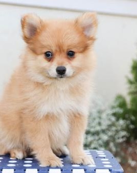 MALE AND FEMALE POMERANIAN PUPPIES AVAILABLE Image eClassifieds4u