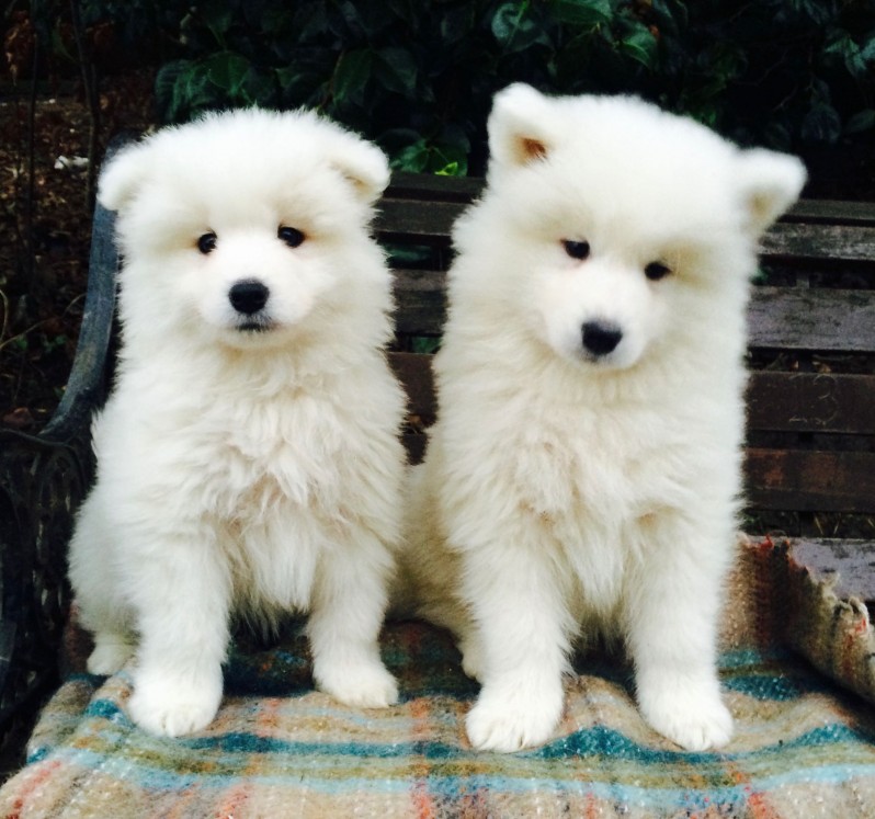 MALE AND FEMALE SAMOYED PUPPIES AVAILABLE Image eClassifieds4u