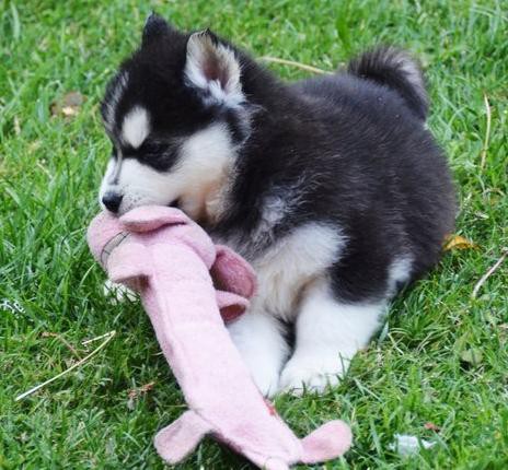 MALE AND FEMALE SIBERIAN HUSKY PUPPIES AVAILABLE Image eClassifieds4u