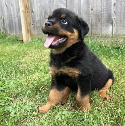 ROTTWEILER PUPPIES FOR ADOPTION Image eClassifieds4u
