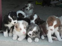 Australian Shepherd Puppies for Rehoming