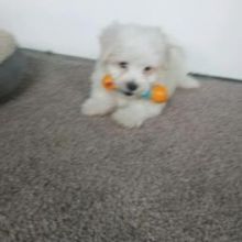 Cute Maltese Puppies for Sale