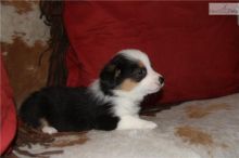 Cute Welsh Corgi puppies For Sale