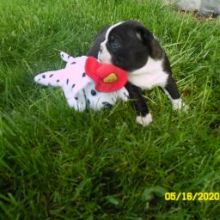 Outgoing Boston Terrier puppies for sale