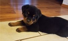 precious Rottweiler puppies for Sale