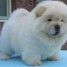 Quality Chow Chow Puppies for Sale