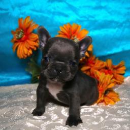 Adorable French Bulldog puppies For Sale Image eClassifieds4u