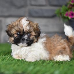 Adorable Male And Female Shih Tzu Puppies Image eClassifieds4u