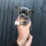 Adorable Teacup Chihuahua Puppies for sale Image eClassifieds4u