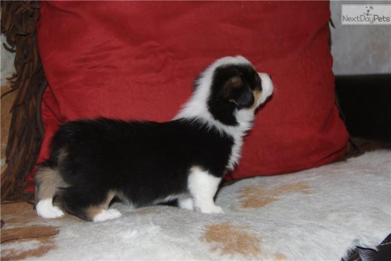 Cute Welsh Corgi puppies For Sale Image eClassifieds4u