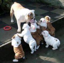 English Bulldog puppies for Rehoming Image eClassifieds4U