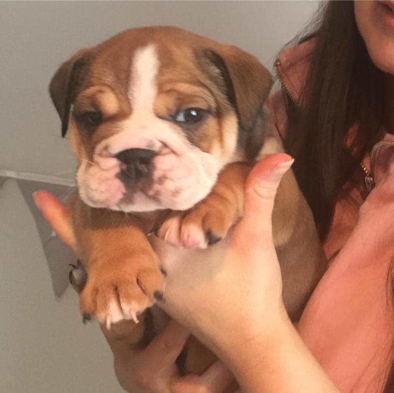 Ckc English Bulldog Puppies Email at us [ scottjerry107@gmail.com] Image eClassifieds4u