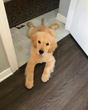 Ckc Ckc Golden Retriever Puppies Email at us [ scottjerry107@gmail.com]